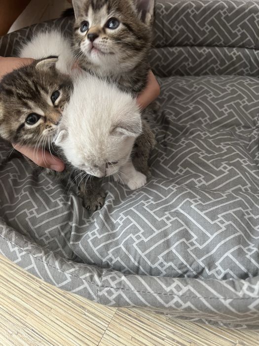 Продам котят срочно