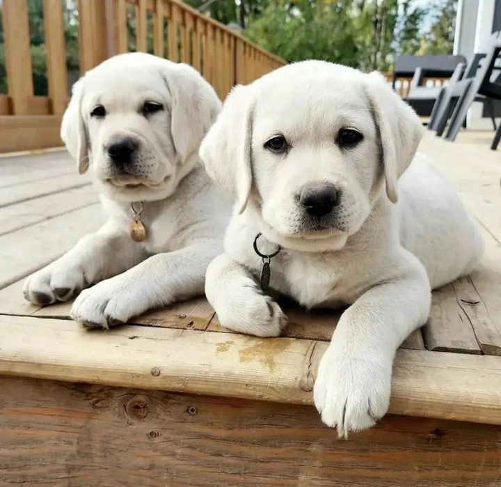 Продаются Щенки Лабрадор Ретривер