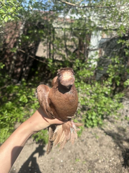 Голубь красивый