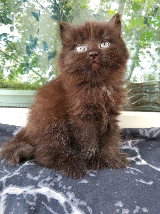Котенок девочка сибирская