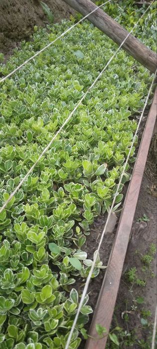 Manzarali dekarativ Shamshodlar bresklet sotiladi