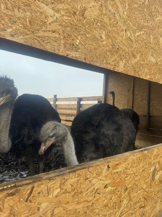 Vand  2 familii de struti