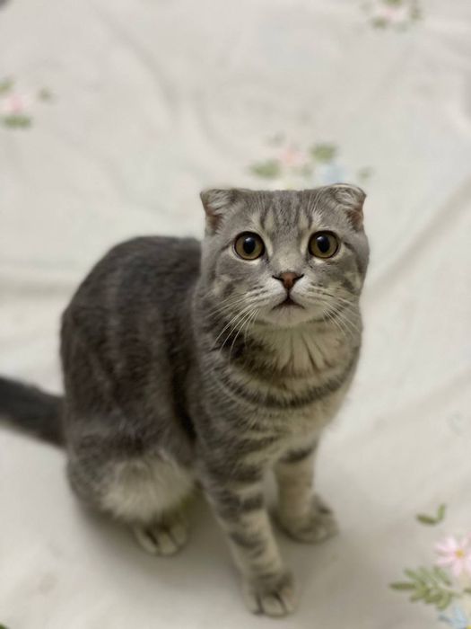 Scottish fold. 8oylik