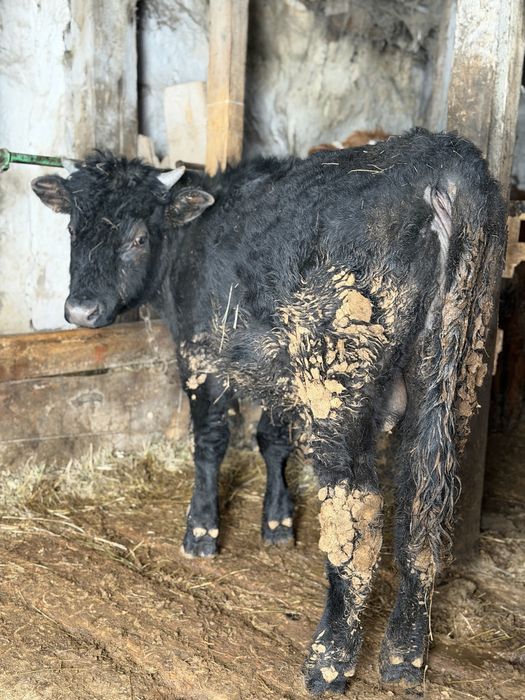 Продаю бычков  400.000 тенге