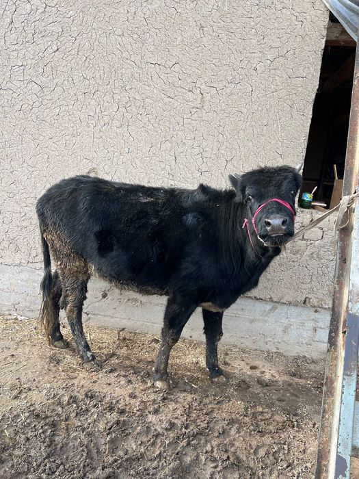 Gonojun 3 oylik bug'oz