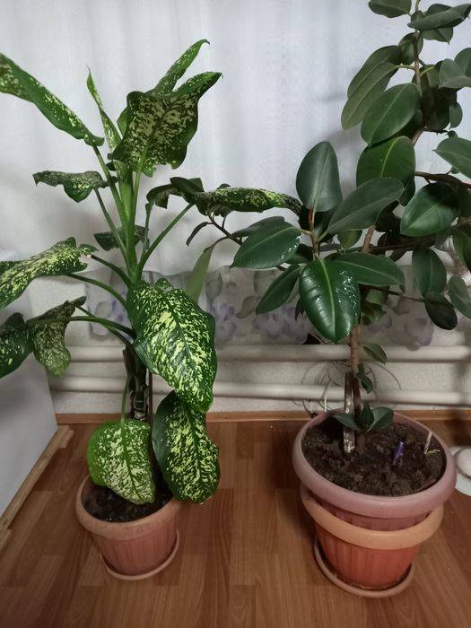 Продаются цветы в горшках