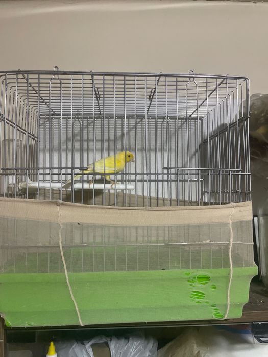 Kanareka optim donaga sotiladi 4 ta moda 4 ta nar