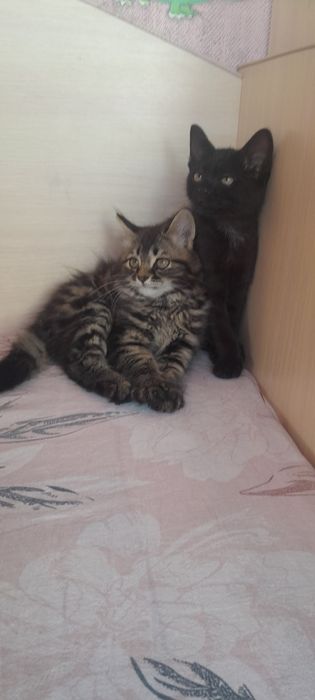 Отдам котят (девочки )в добрые руки