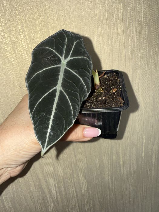 Комнатные цветы , более 500 видов в наличии.