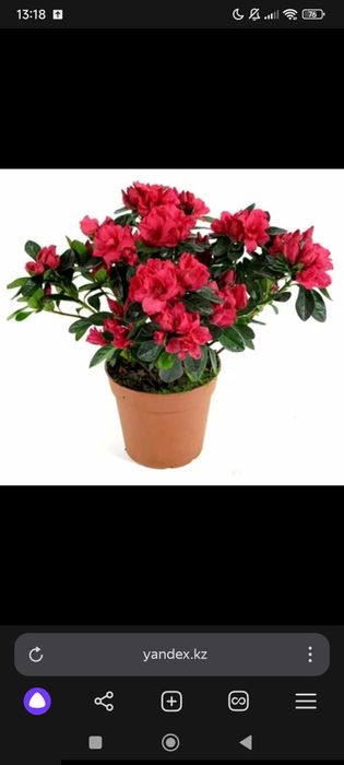 Азалия 2000 красная