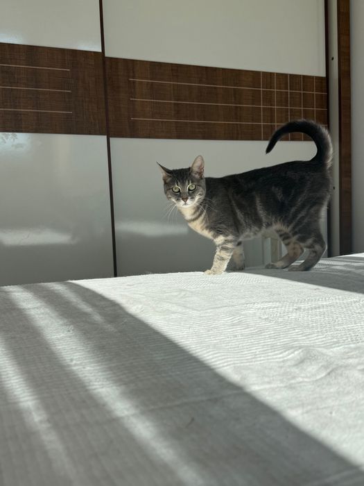 Подаряваме Котета (м/ж кастрирани)