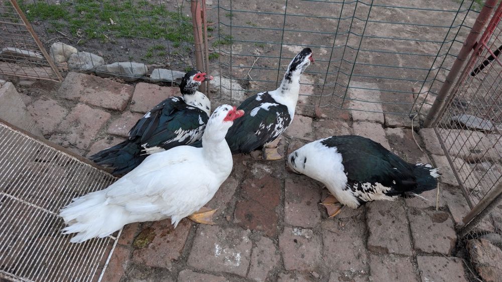 Vând ouă de rate mute pentru incubat