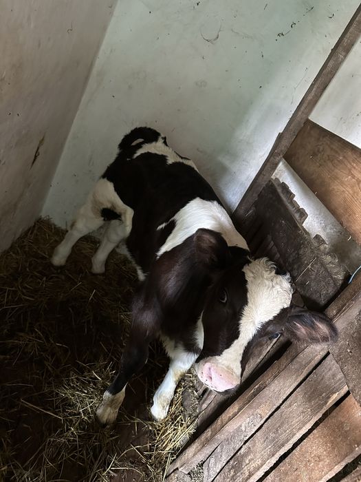 Vaca cu vitel de vanzare