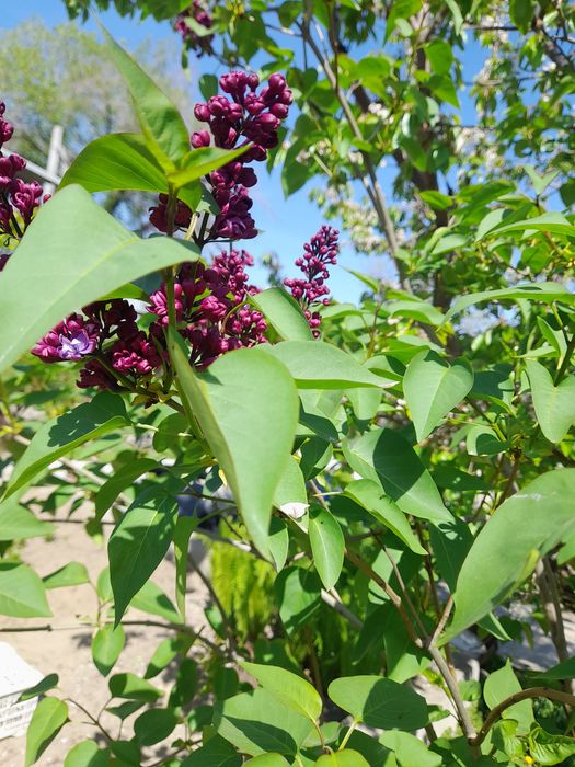 Саженцы сирени продам