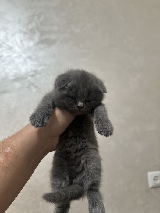 Кошки Скоттиш Фолд