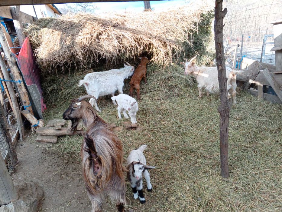 De vânzare capre cu iezi