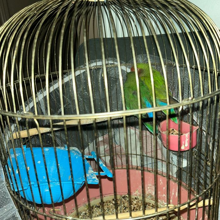 Неразлучник попугай пара