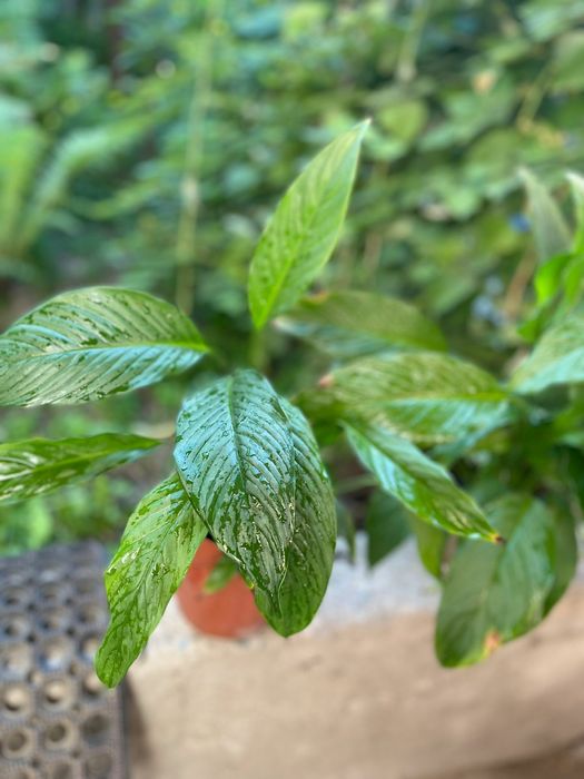 Комнатные растения