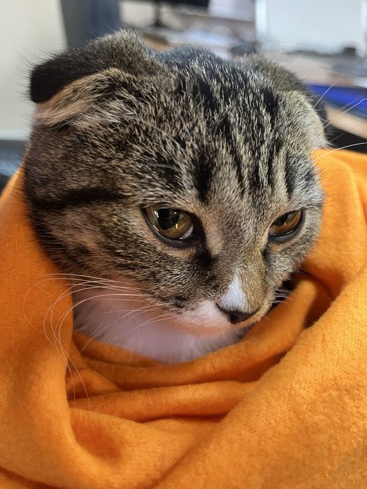 Нашлась кошечка