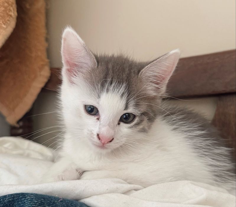 Котенок девочка в хорошие руки