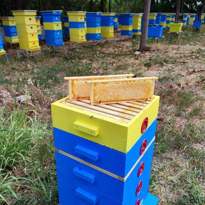 Пчелна рамка с мед / ЛУКС / Див градеж / 100% НАТУРАЛНО