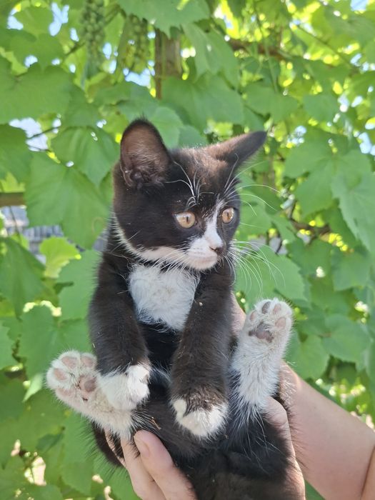 Отдам котенка девочка