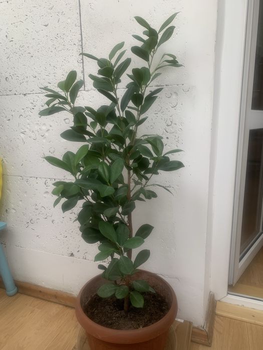 Фикус мокламе вечнозеленый