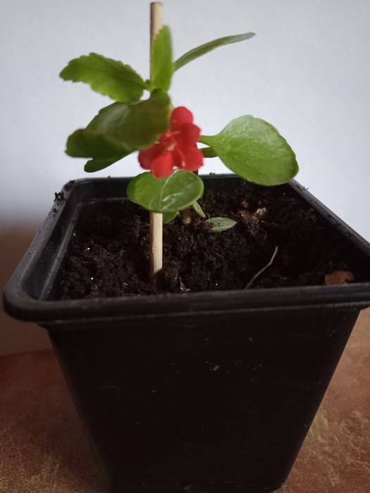 Коланхоэ цветущий