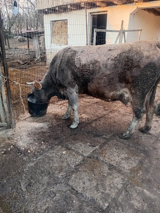 Vând vaca cu vițel