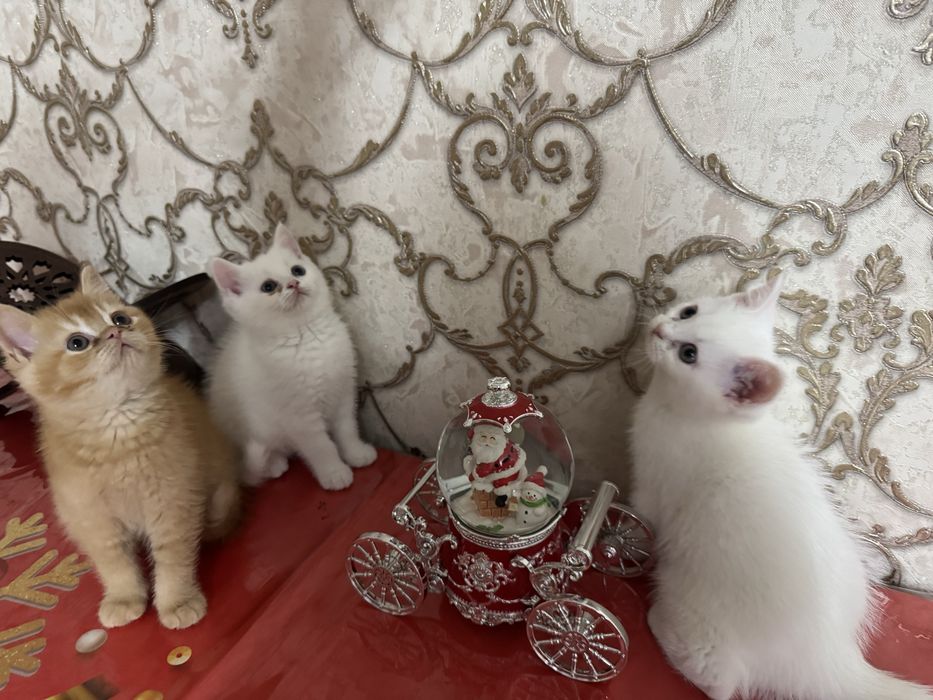 Котята пародистые Scottish Straight