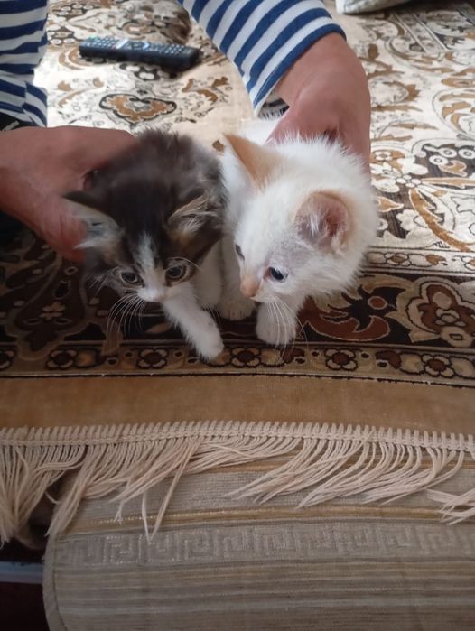 Отдам котят в добрые руки