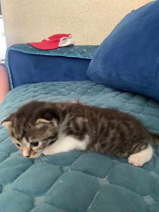 Отдам котят даром в добрые руки