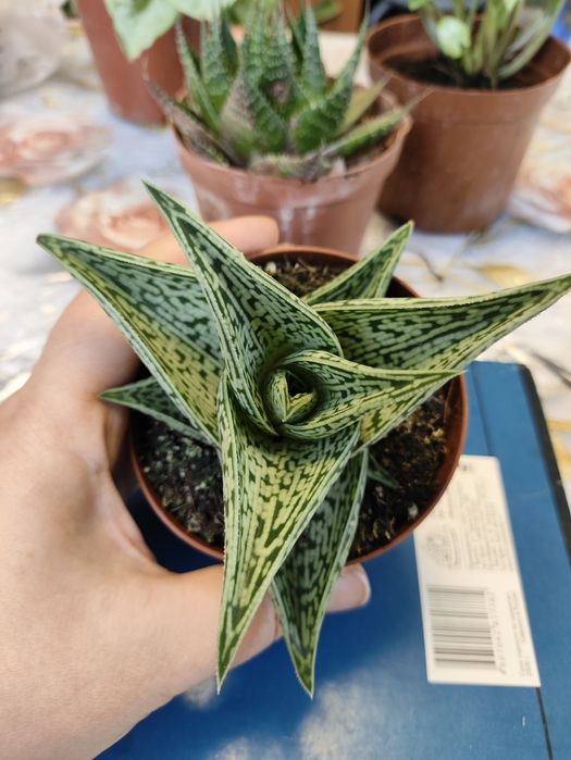 Комнатные растения