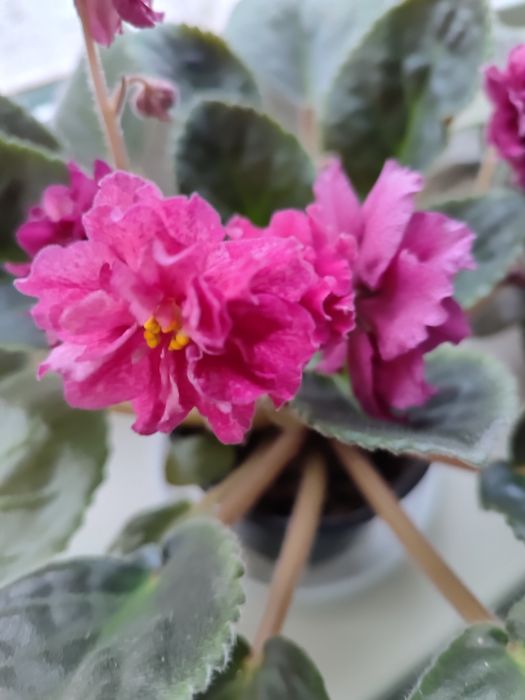 Фиалки сенполии сортовые разные