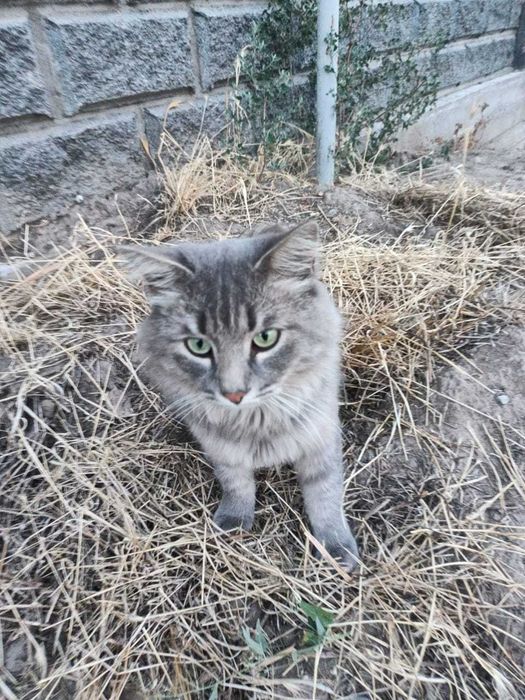 Красивый котик в добрую семью