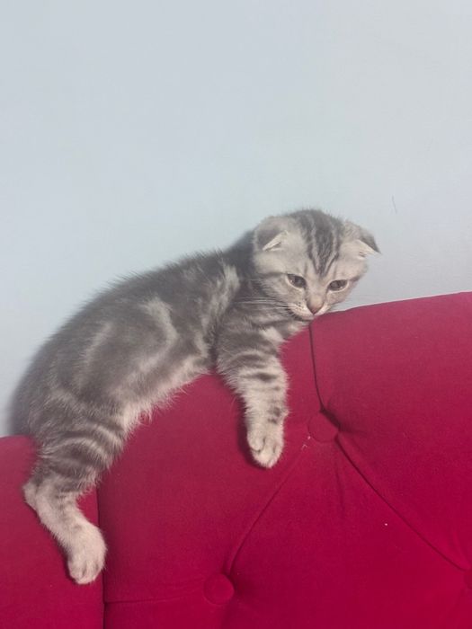 Продам котенка шотландец вислоухий