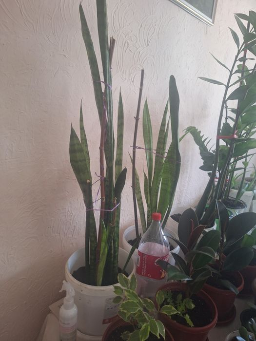 Взрослые и укорен дом цветы