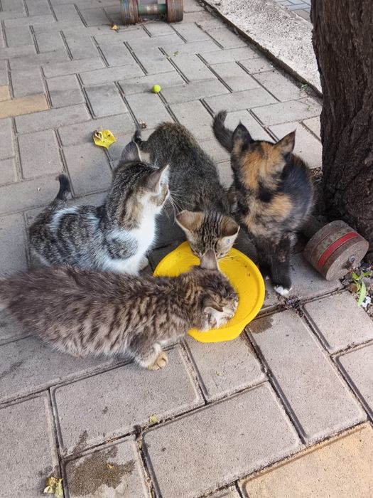 Котята бесплатно