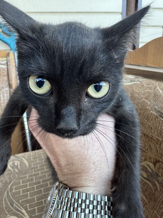 Отдам красивого котёнка