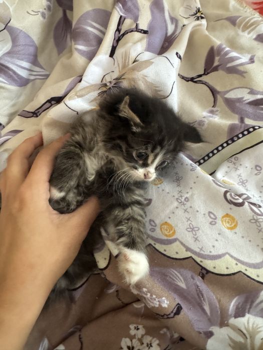 Отдам котяту бесплатно