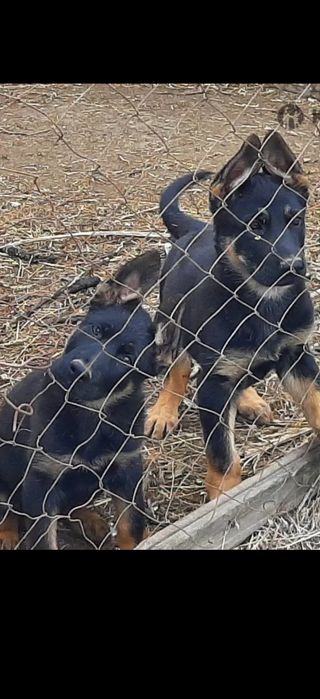 Питомник   немецких  овчарок  РР