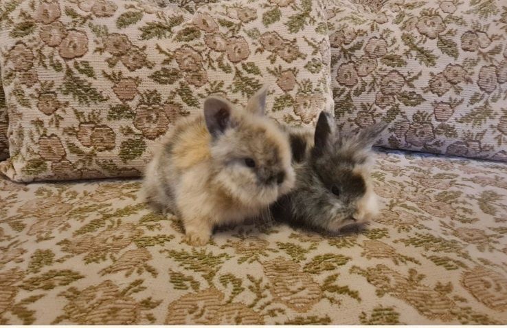 Cap de leu pitic iepurasi de companie