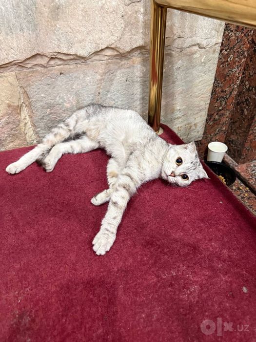 Кошечка ищет свой дом!