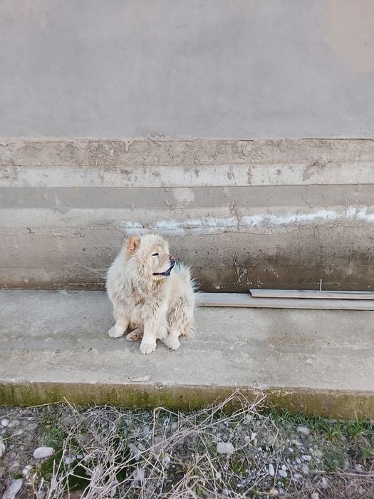 Китайская парода Чау-чау