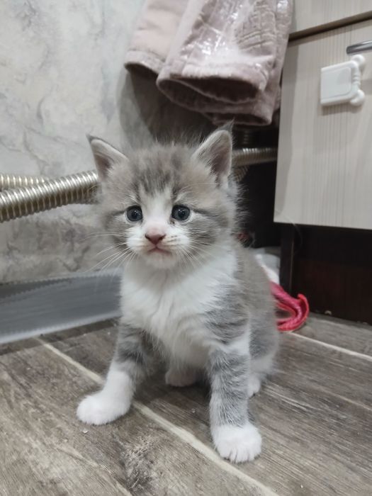 Отдам  трех котят