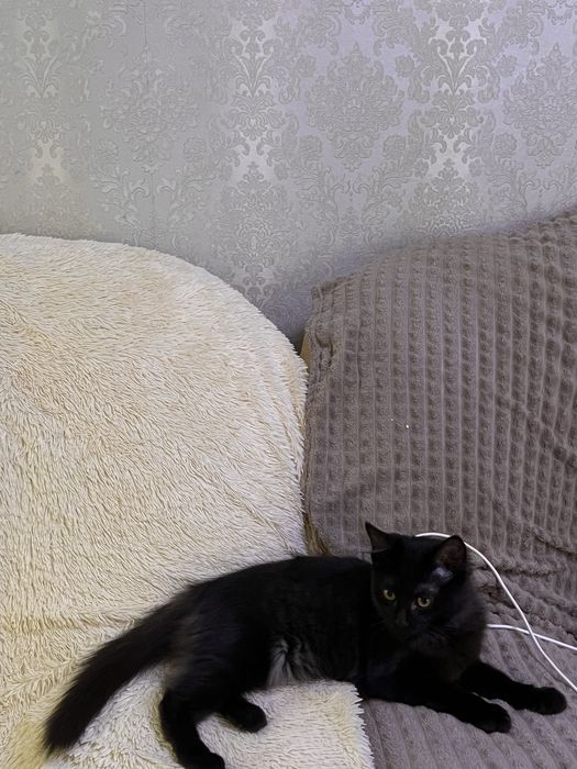 Кошка в добрые руки