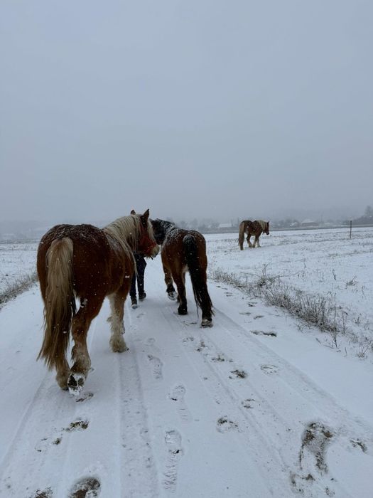 Vând cai/iepe/mânz