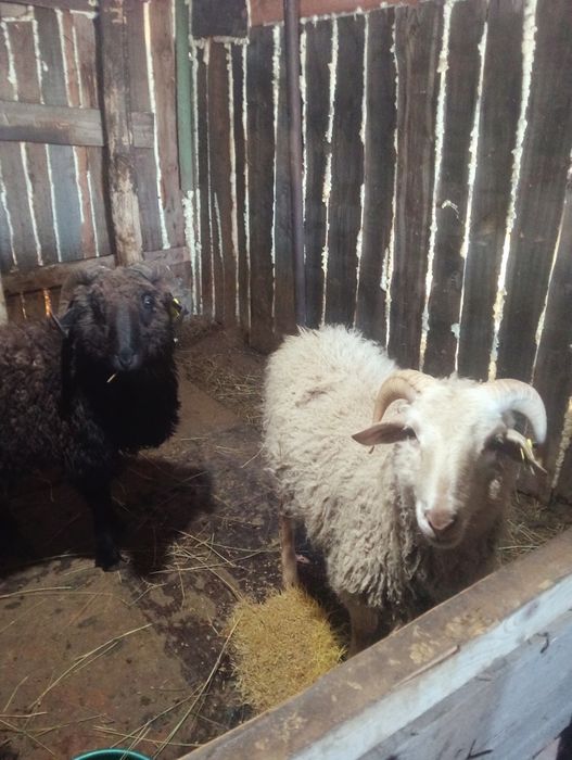 продам кошкар Жирный