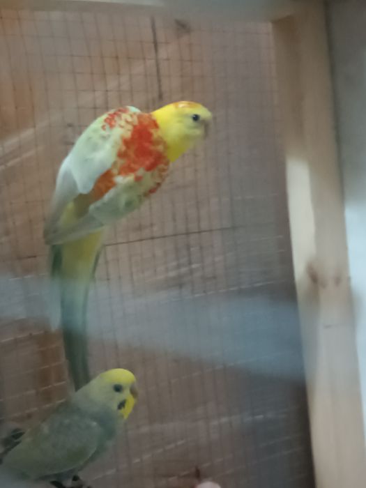 Pevchi Певчи popugay