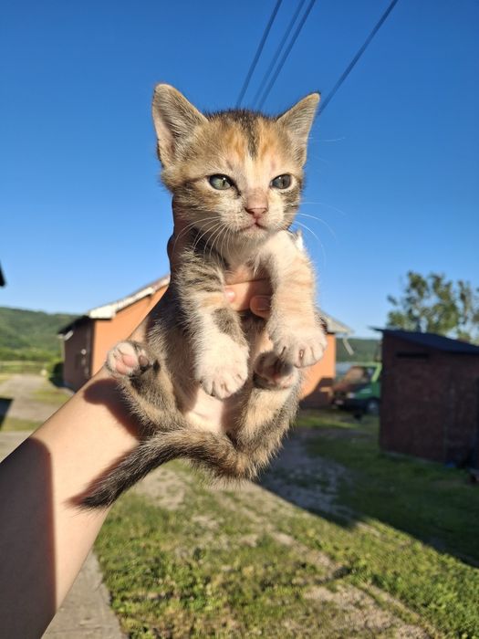 Pisoiași mici spre adopție